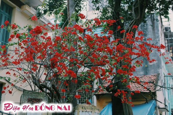 [Image: Do-ruc-nhung-chum-hoa-giay-giua-mua-dong-Ha-Noi-6.jpg]