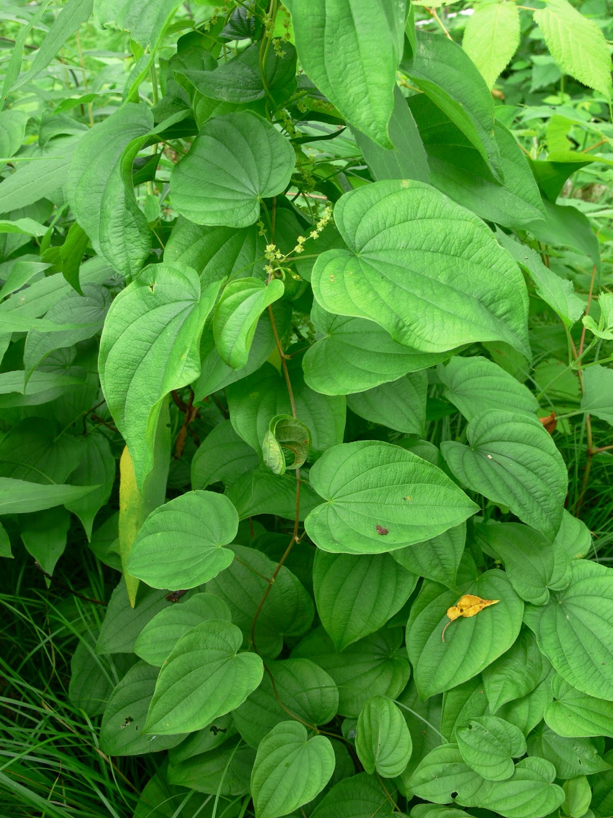 Good Oak News yams vs sweet potatoes a local interest story