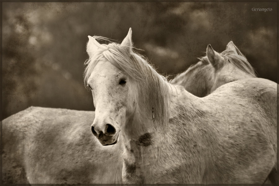 Pretty little Horses / Bellos Caballitos