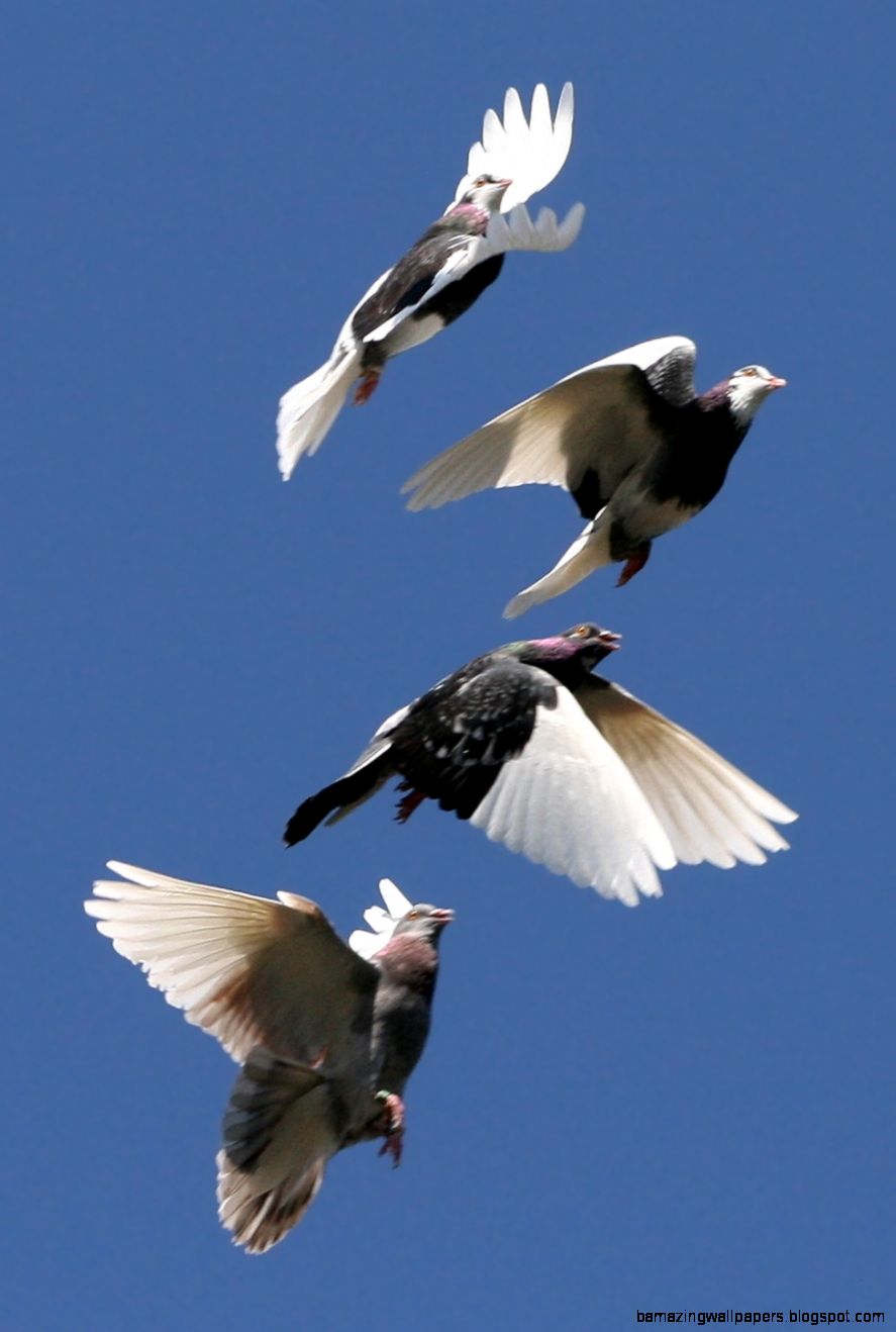 Bird flight Wikipedia the free encyclopedia Bird flight Wikipedia the free encyclopedia