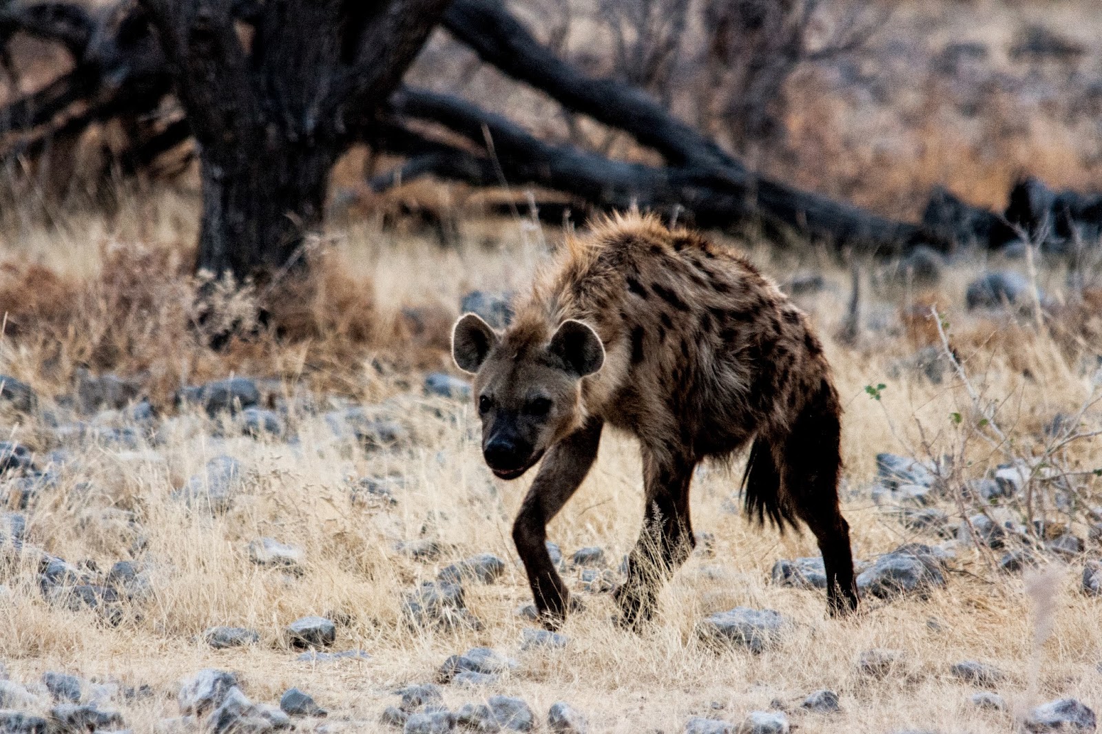 Spotted Hyaena spotted hyaena namibia etosha