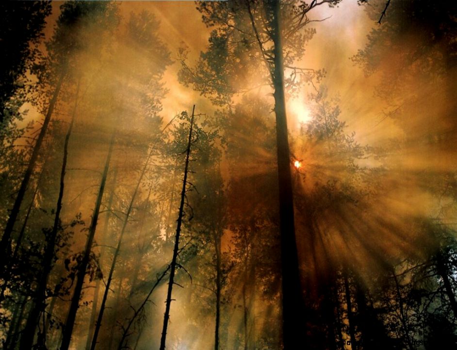 JLM NatGeo forest fire the morning after JLM NatGeo forest fire the morning after