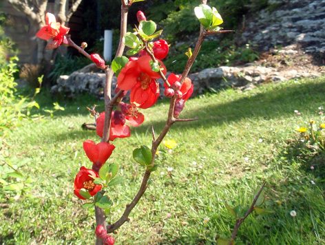 FLORECEN EN INVIERNO florecen en invierno:
