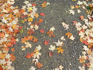 Madison fall leaves
