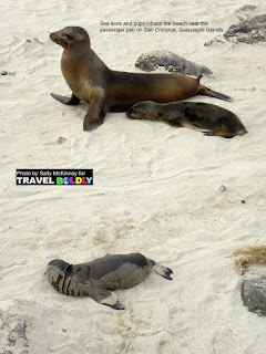 Travel Boldly Galapagos Island - Sea lions and pups inhabit the beach near the passenger pier on San Cristobal. 