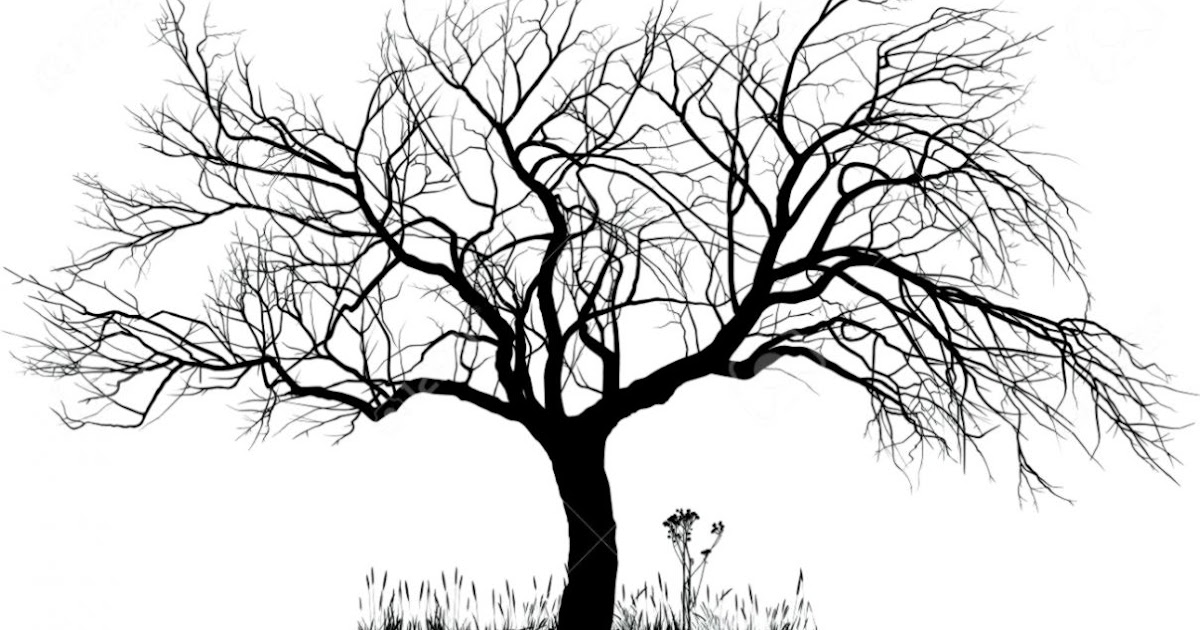 Tree Drawing | Wallpapers Gallery