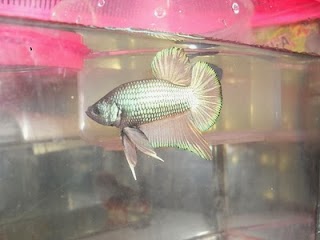 gambar ikan cupang silver gambar ikan cupang silver