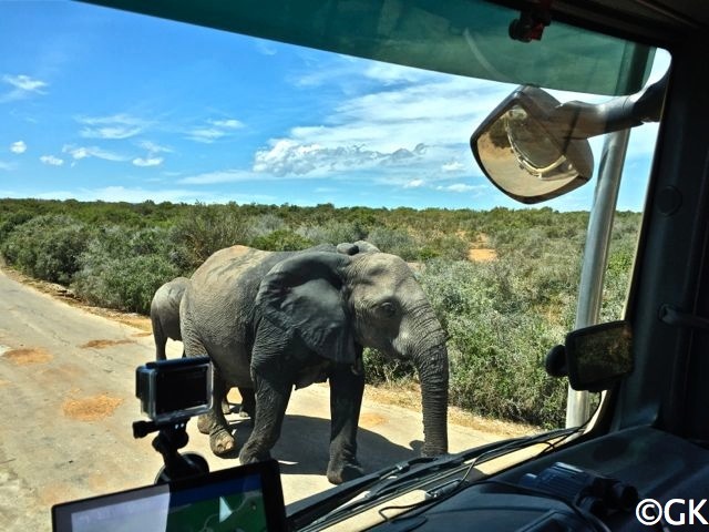 Die Addo-Elefanten sind an Autos gewöhnt.