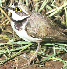 Fauna Bacia Taquari-Antas- Fonte: Aepan-ONG - Série: Aves