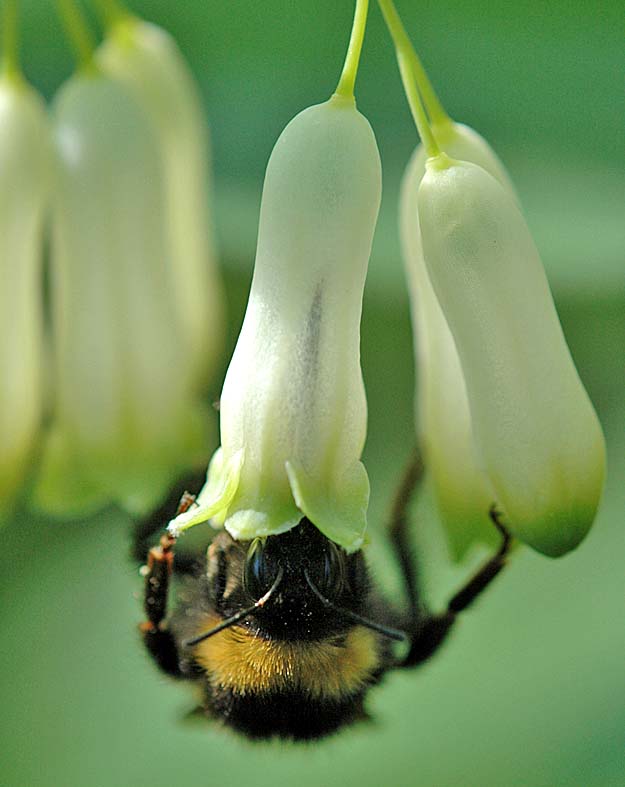 OF CURIOSITIES Longtongued Bumblebee