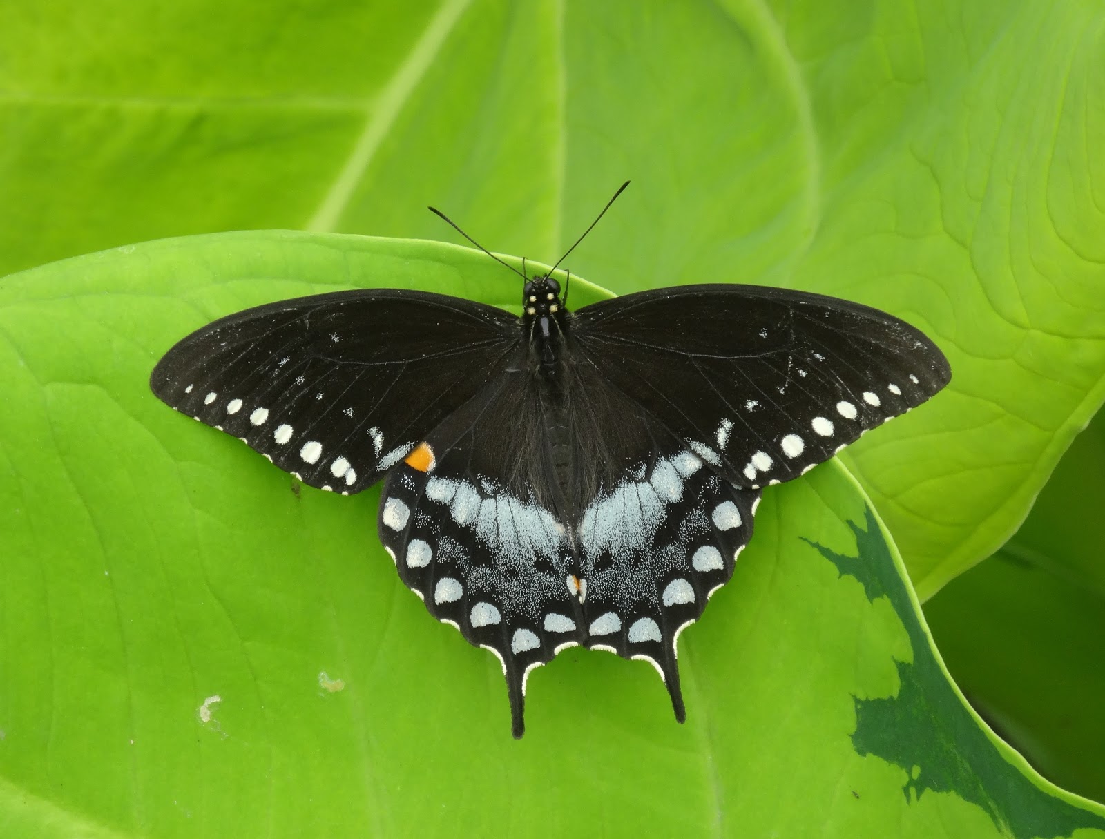 Love, Joy and Peas Brookside Gardens' Wings of Fancy Butterfly Exhibit