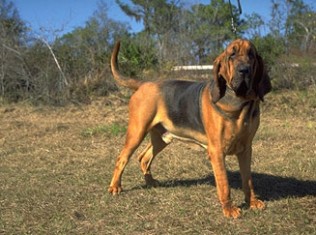 corgi bloodhound