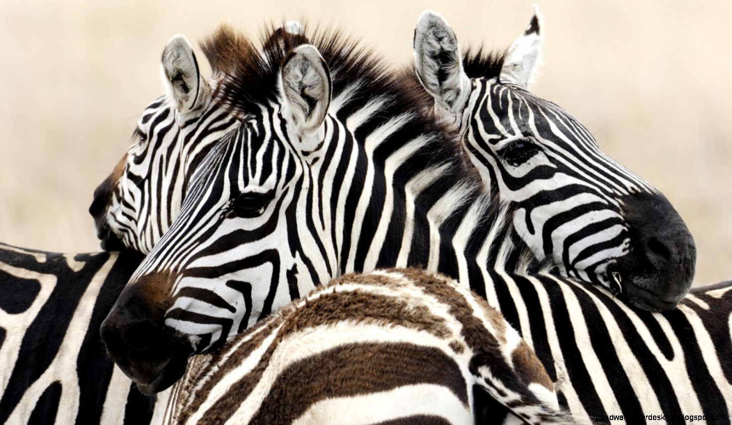 Zebra Christmas Wallpaper Zebra Christmas Wallpaper