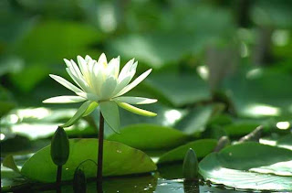 Nenúfar: La flor sagrada - blanca, verde