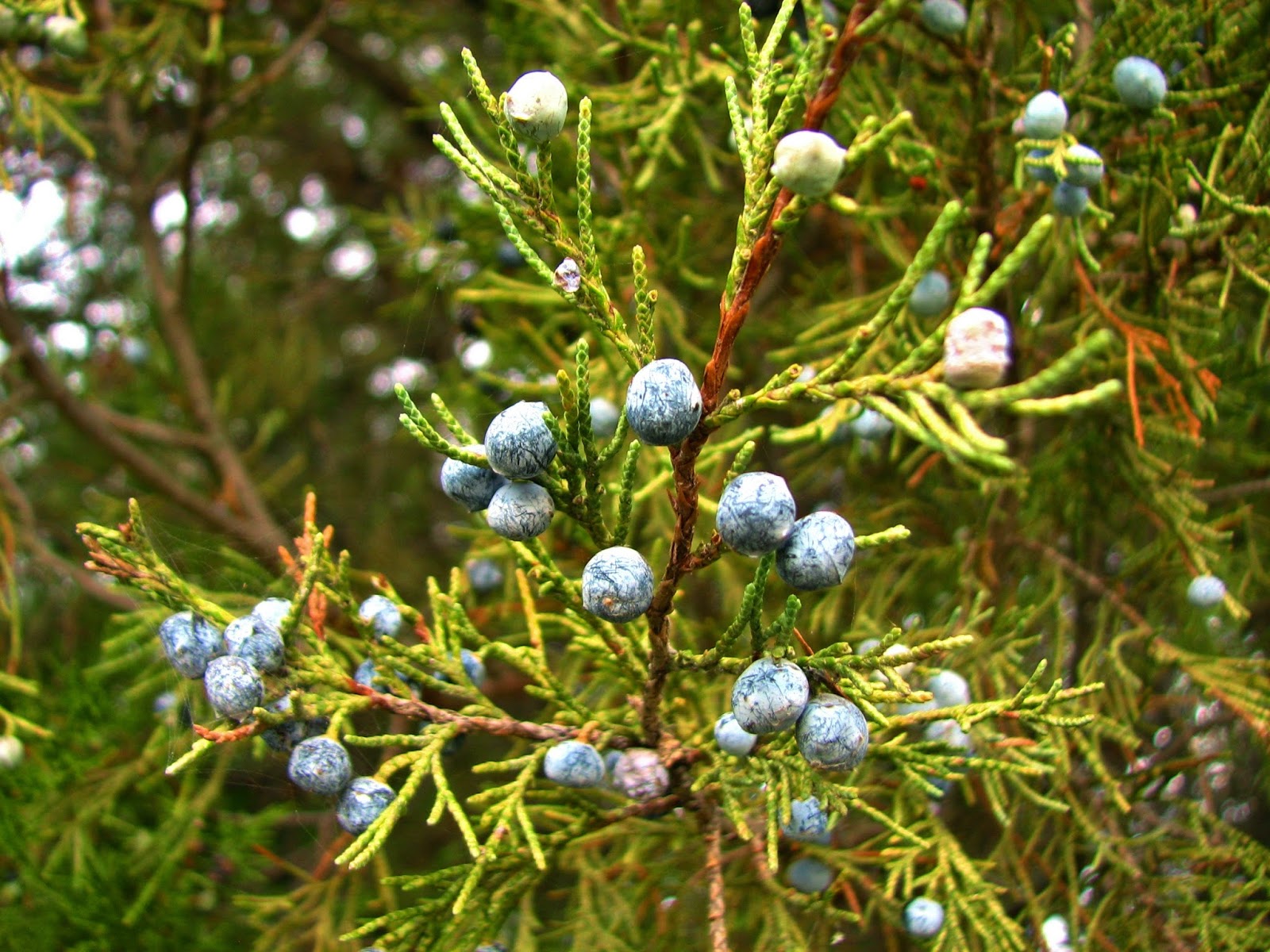 Flora montana Rocky Mountain Juniper