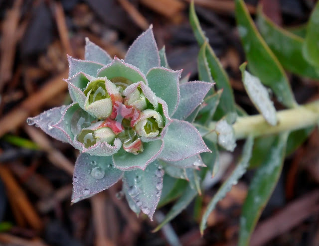 Future Plants By Randy Stewart Climbing Hydrangeas