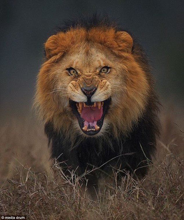 Unbelievable Shot Shows Lion Milliseconds From Attacking Photographer Unbelievable Shot Shows Lion Milliseconds From Attacking Photographer