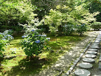 庭園にアジサイの花