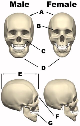 Straining Forward: Anatomy and Physiology: Skull and Bone Differences