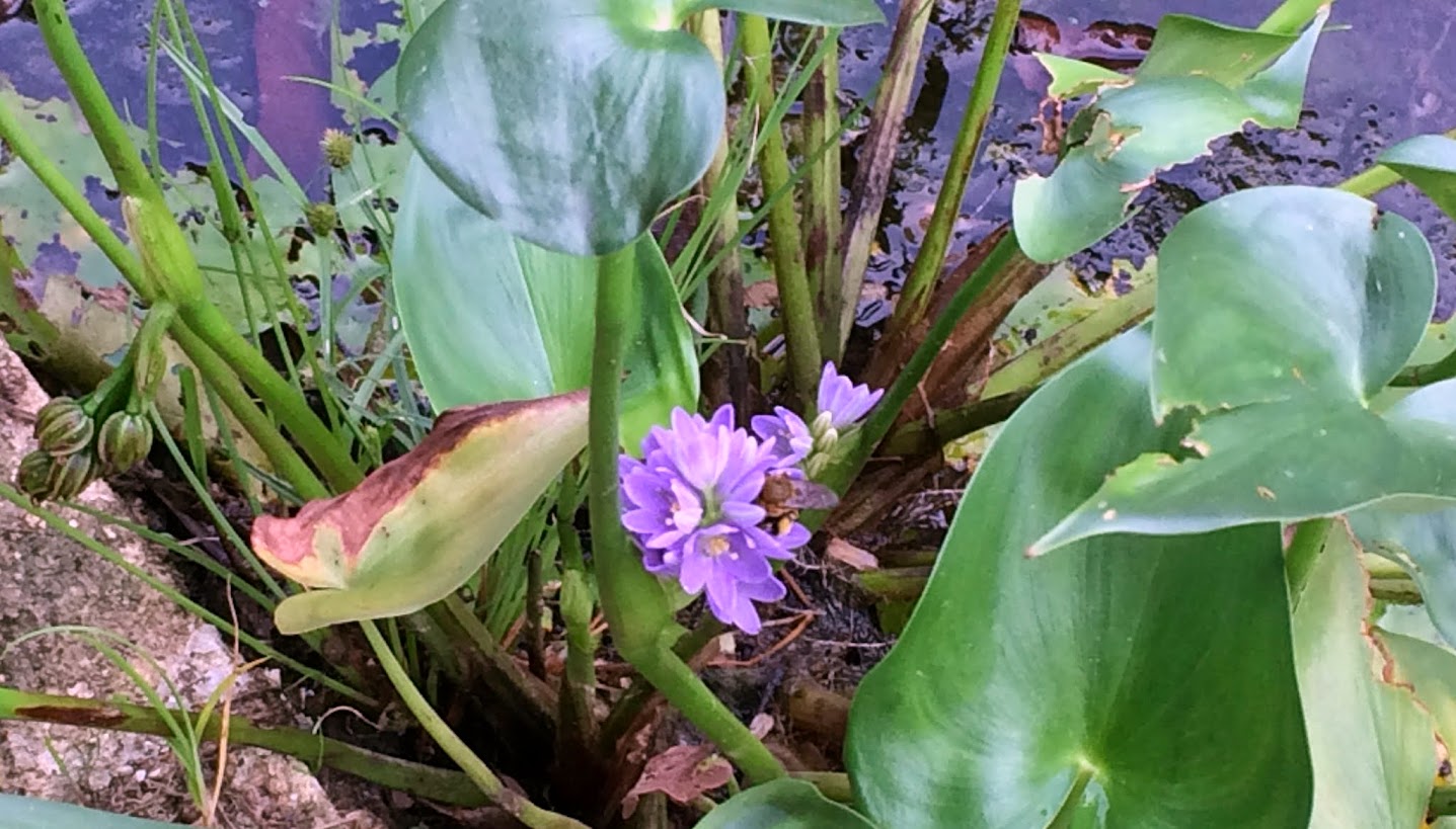 Singapore Plants Lover Water Hyacinth
