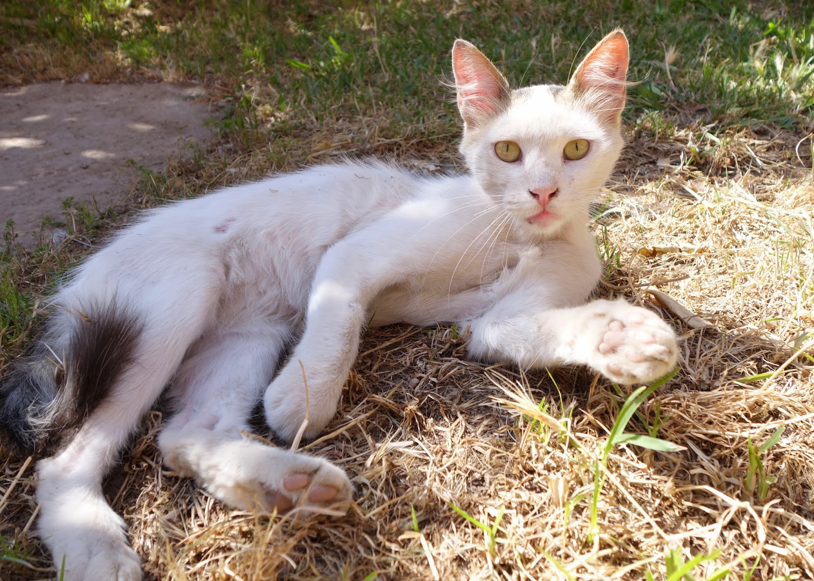 Dr. Plotnick's Moroccan Cat Adventure Day 1 to Marrakech