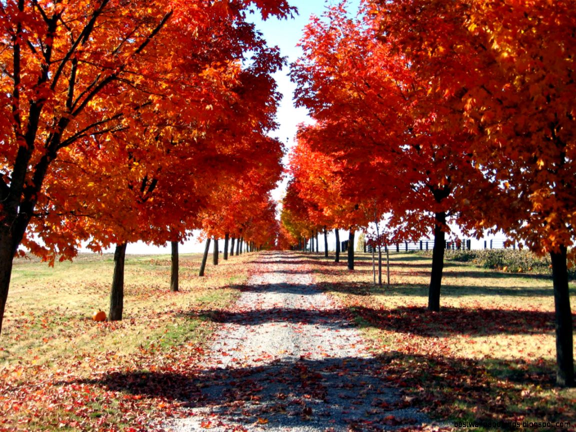 Fall Nature Backgrounds Desktop Image 1280x960PX Fall Back Fall Nature Backgrounds Desktop Image 1280x960PX Fall Back