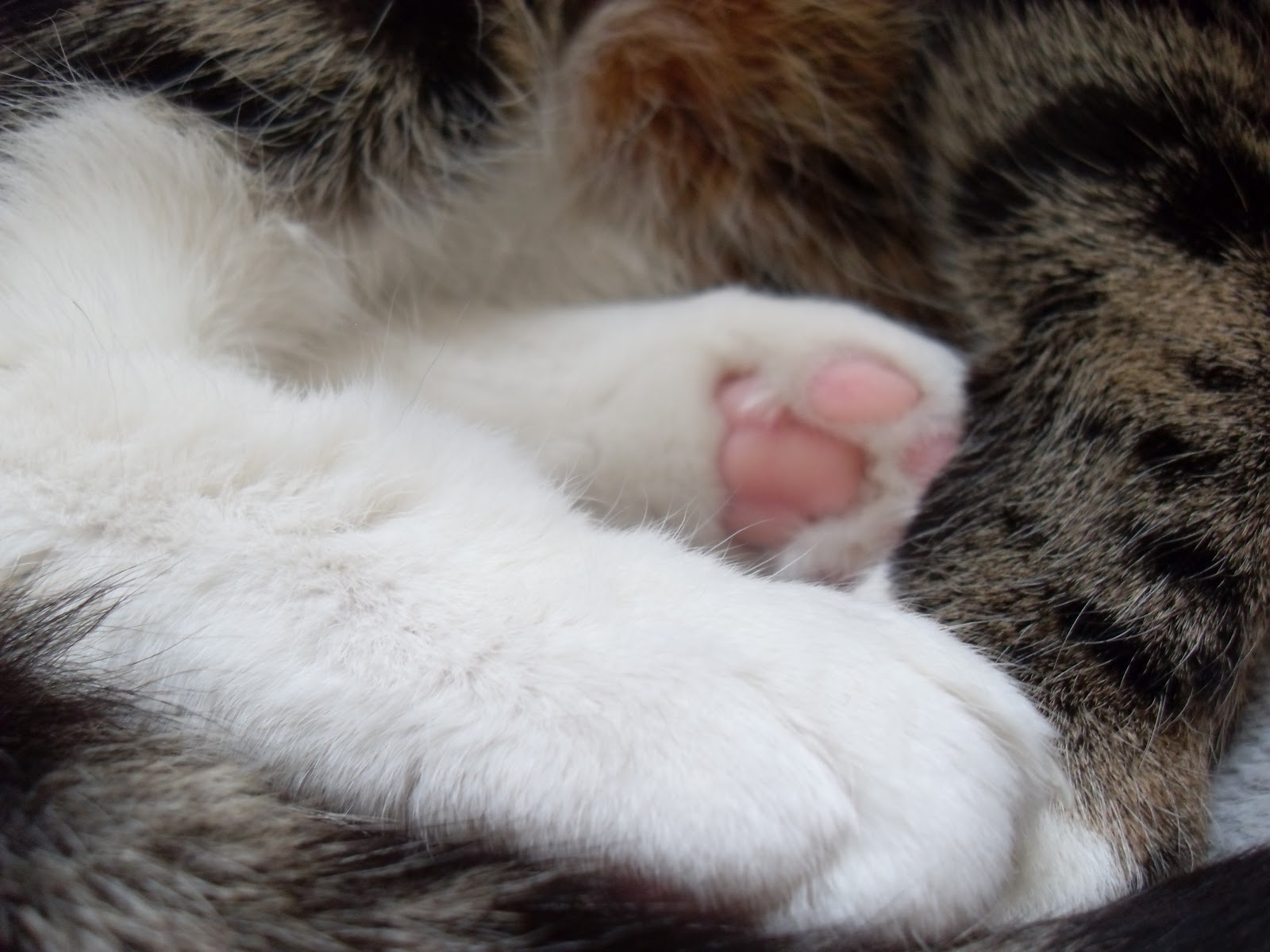 Follow the White Bunny The Cat's Paw