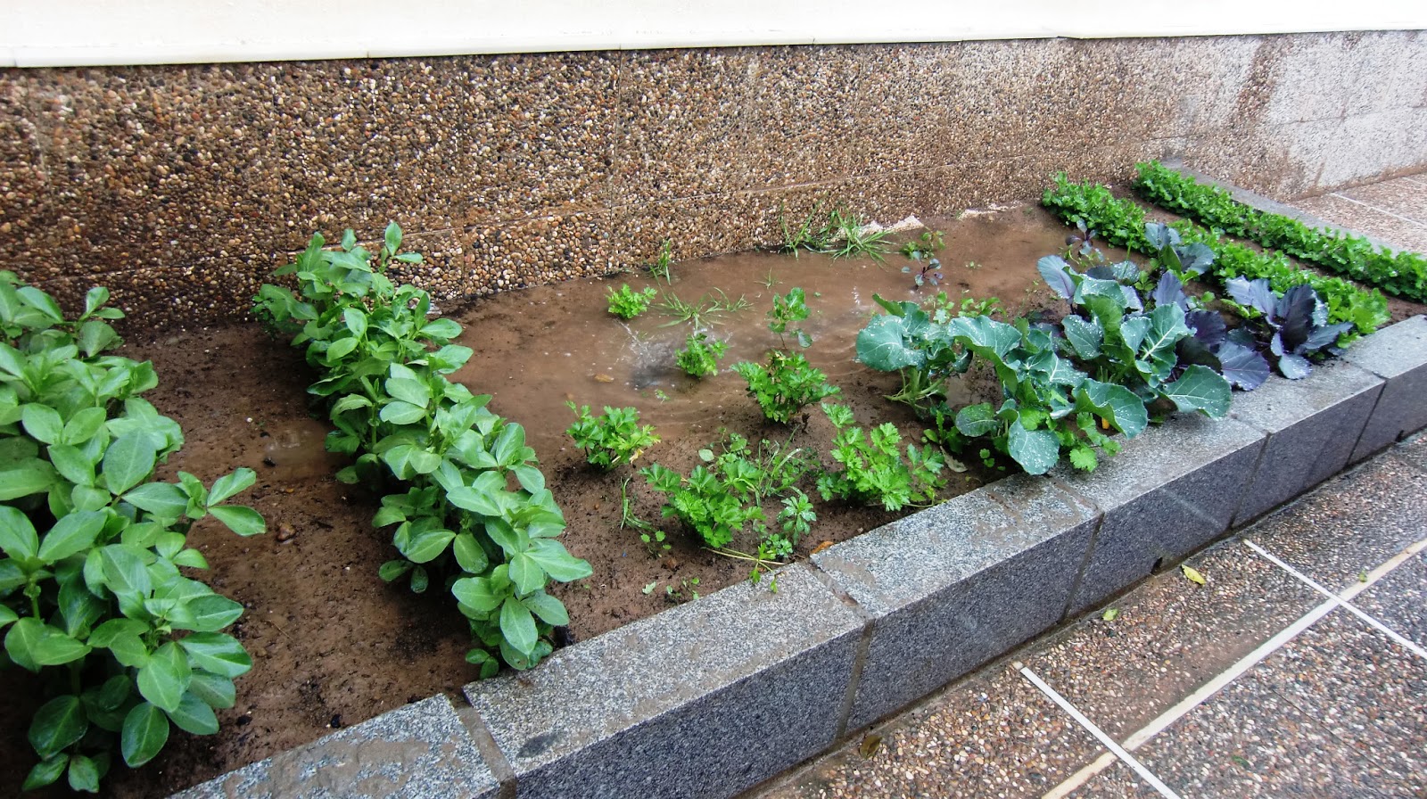 Juan Armario Ecoescuela: !Nuestro Huerto Escolar!