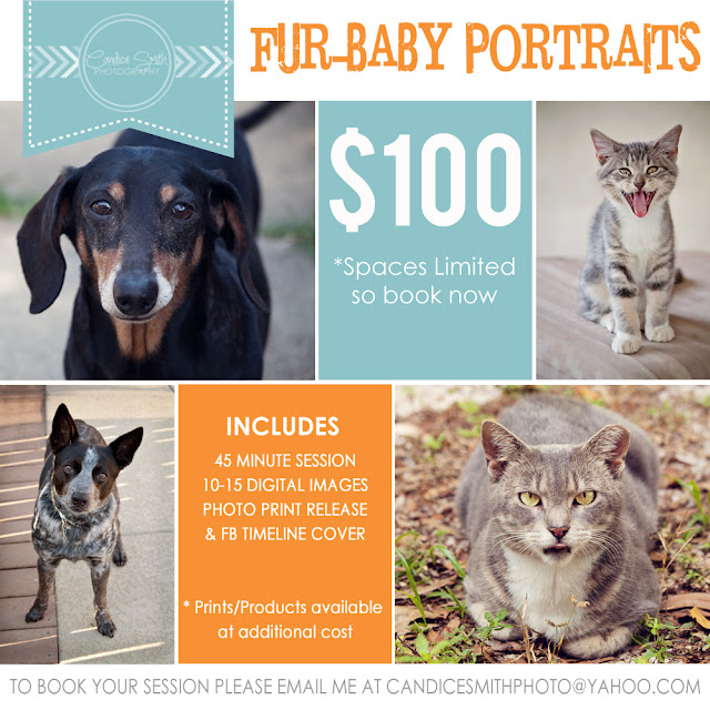 Candice Smith Photography >>>Fur Baby Promo>>> Naples Fl Pet Photographer