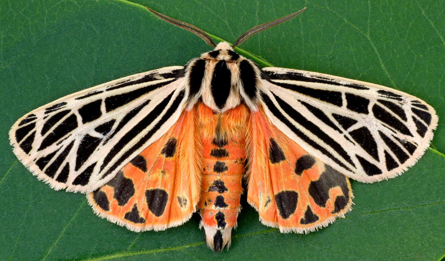 moths of calgary moths of calgary