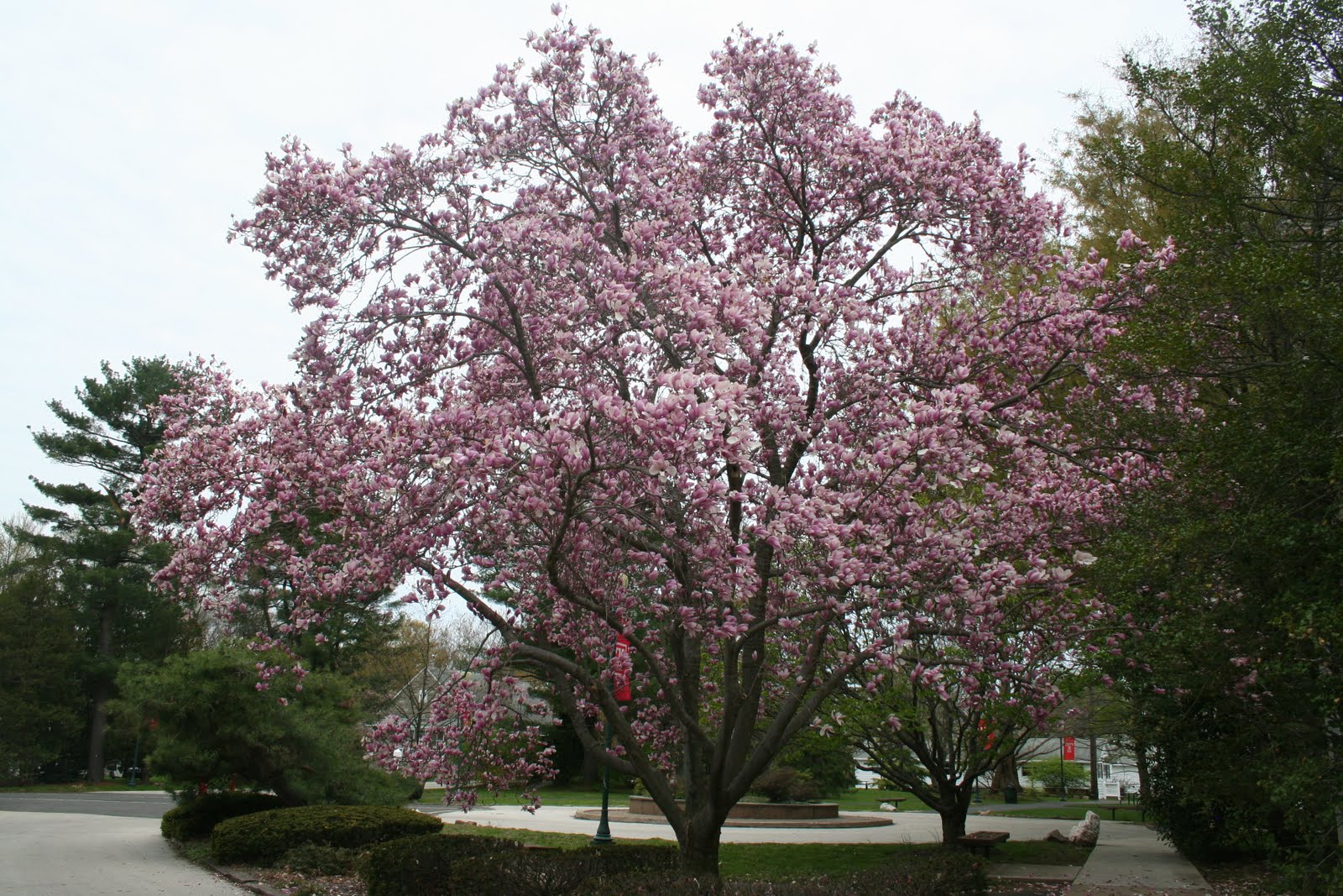 Field Journal for Trees in the City Course Tree 5 Saucer Magnolia