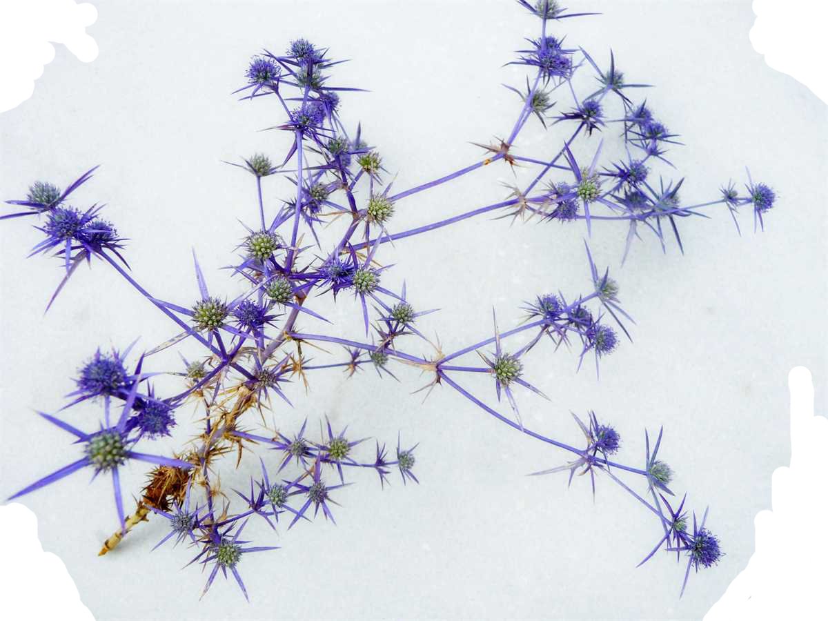 r o b i n 's y a r d Eryngium creticum