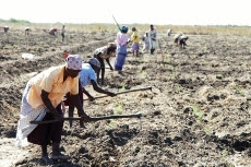 IVA na agricultura submetido à revisão