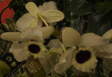 orchid 037