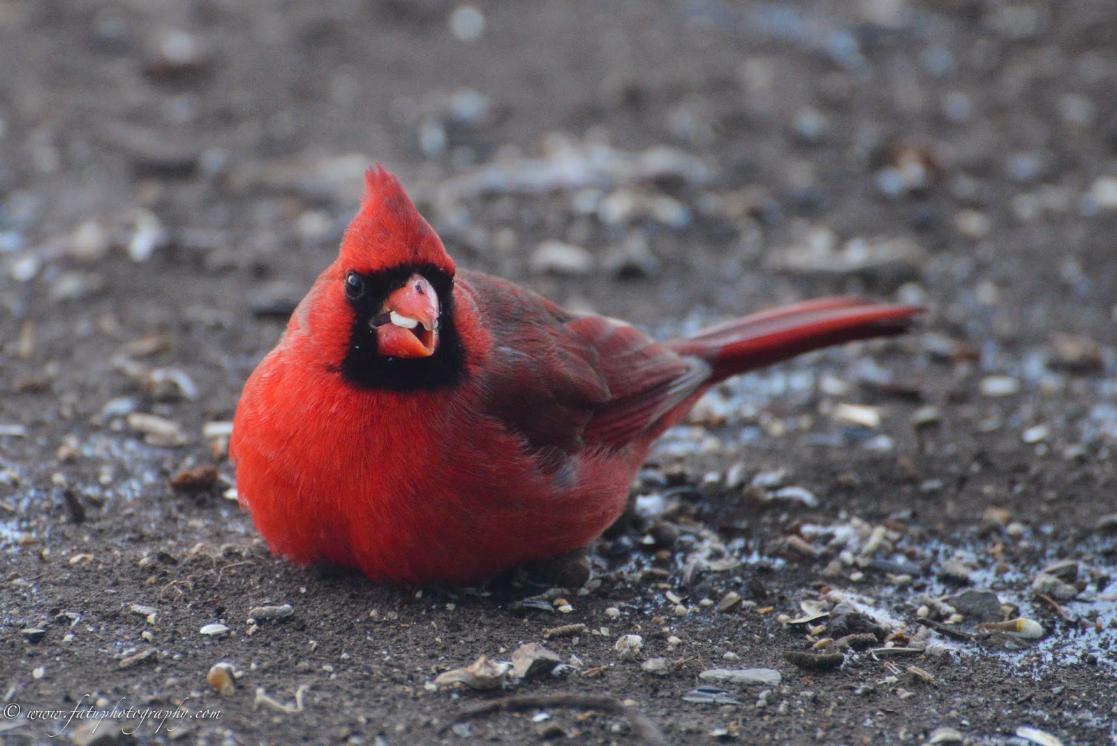 Fatu Photography Headshots & Lifestyle Birds of Kansas City