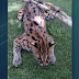 LOOK: Rare Visayan leopard cat caught in Bingawan, Iloilo