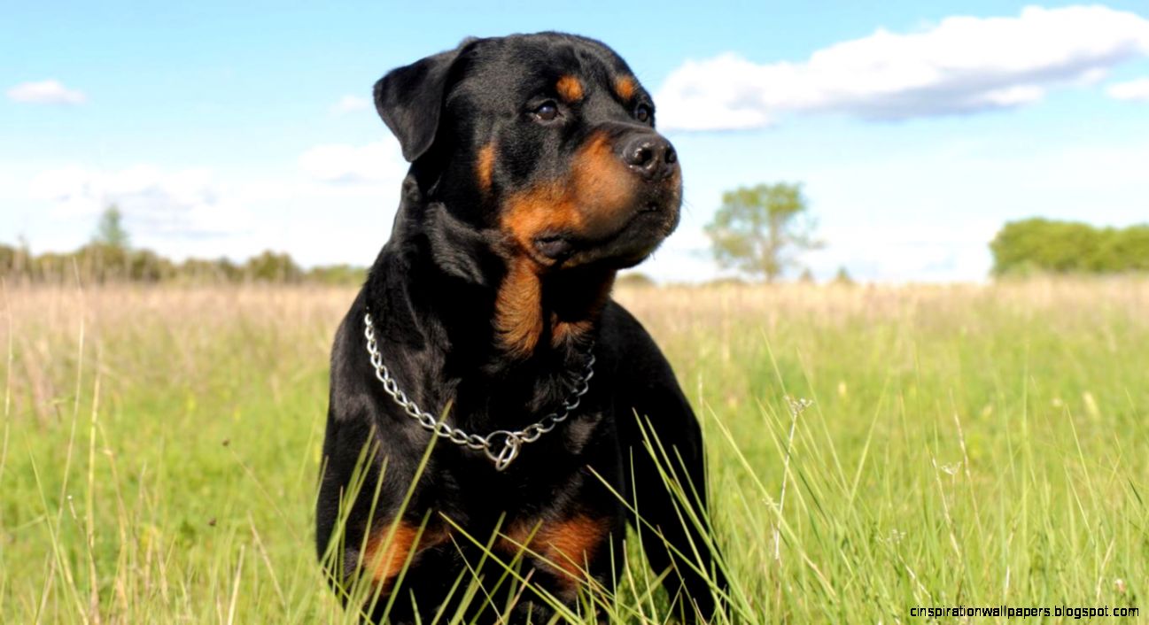 Rottweiler Dogs HD Wallpapers Rottweiler Dogs HD Wallpapers