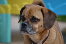 Our Puggle