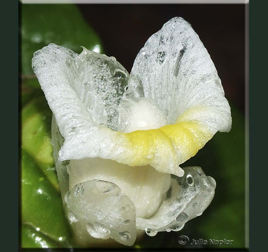 Flower with Water Drops