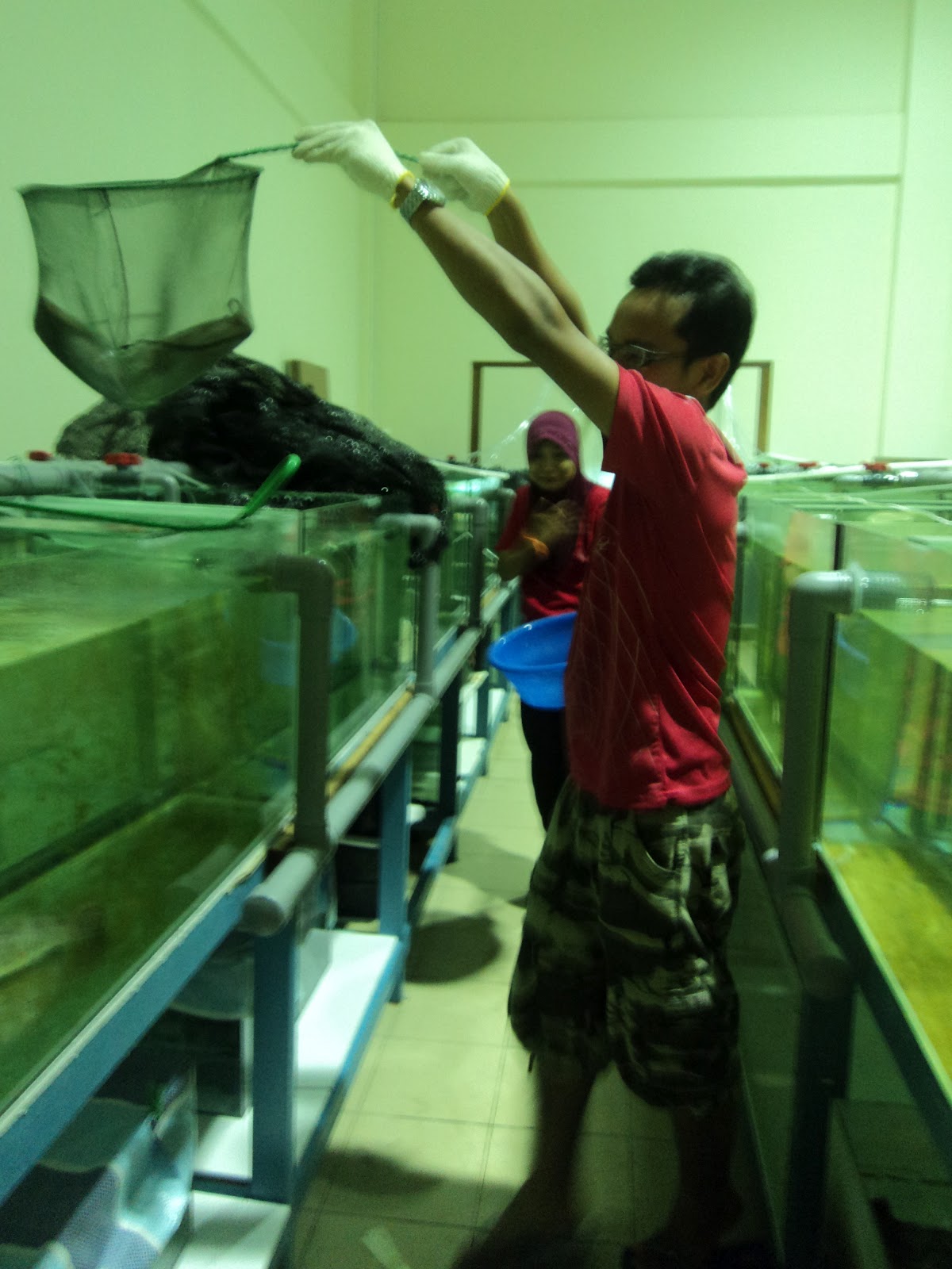 Kelah, Biotechnology, Aquaculture, Mariculture & Me African Catfish