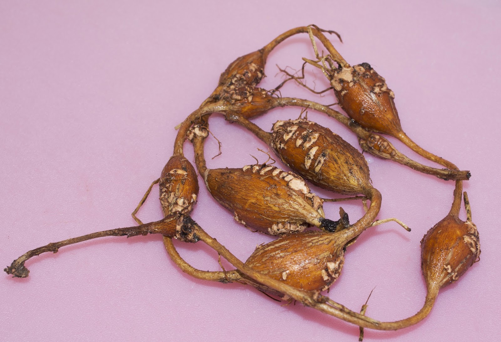 NIEZNANE WARZYWA Apios (Apios americana)