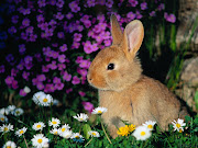 I have a soft spot for this bunny rabbit. july 
