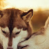 Siberian Husky Pic