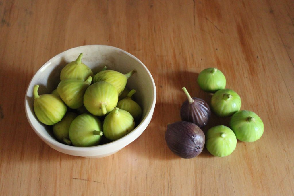Towerwater Aan De Breede Birds of a Feather Eat Figs Together