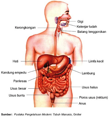 View Pencernaan Manusia Kartun Gif