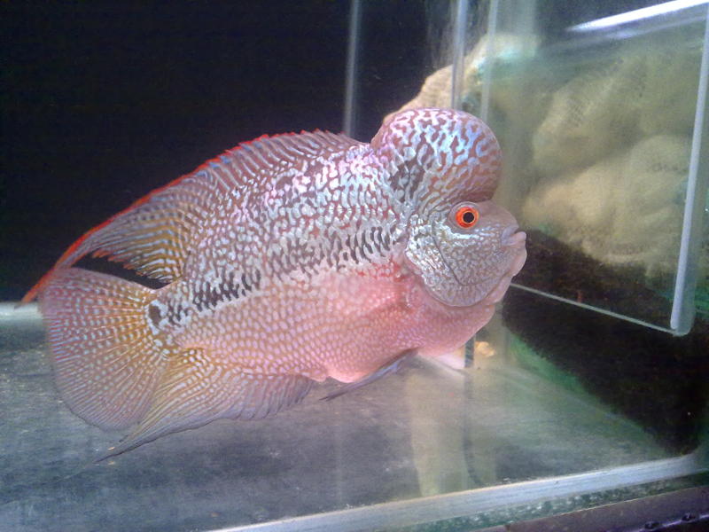 Flowerhorn The Hybrid Cichlids Shop Flowerhorn ChinhTrung