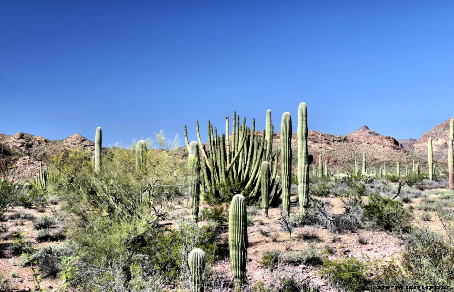 Hot Deserts With Cactus