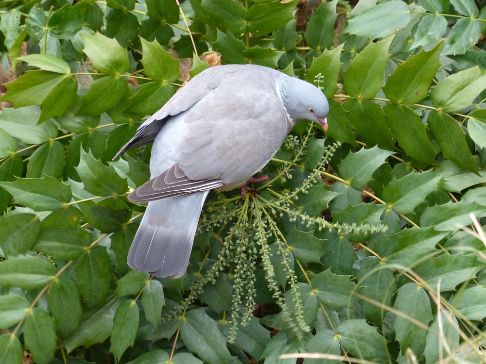 Kensington Gardens and Hyde Park birds