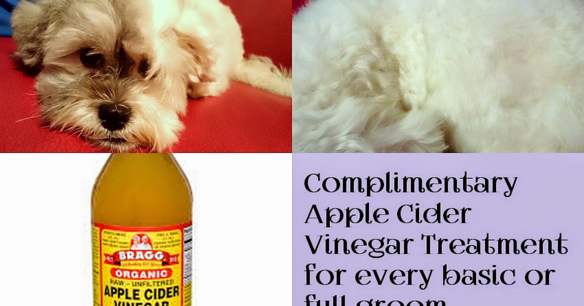 Will Apple Cider Vinegar Kill Fleas On A Dog