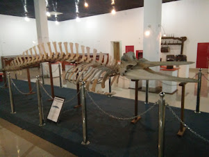 Preserved skeleton of a rare whale species.
